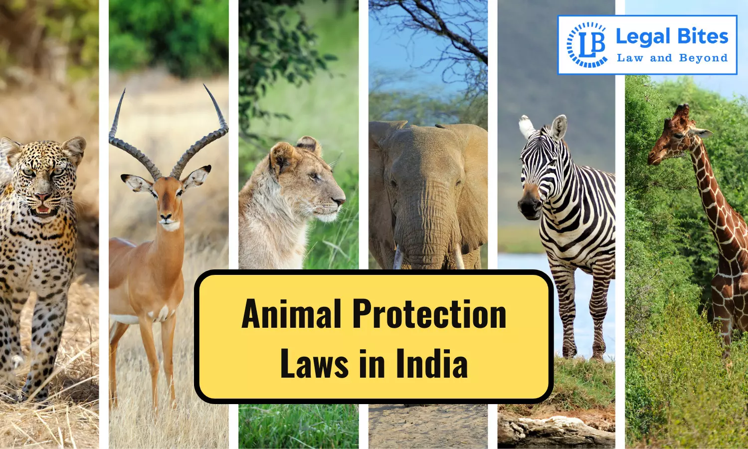 Animal Protection Laws in India
