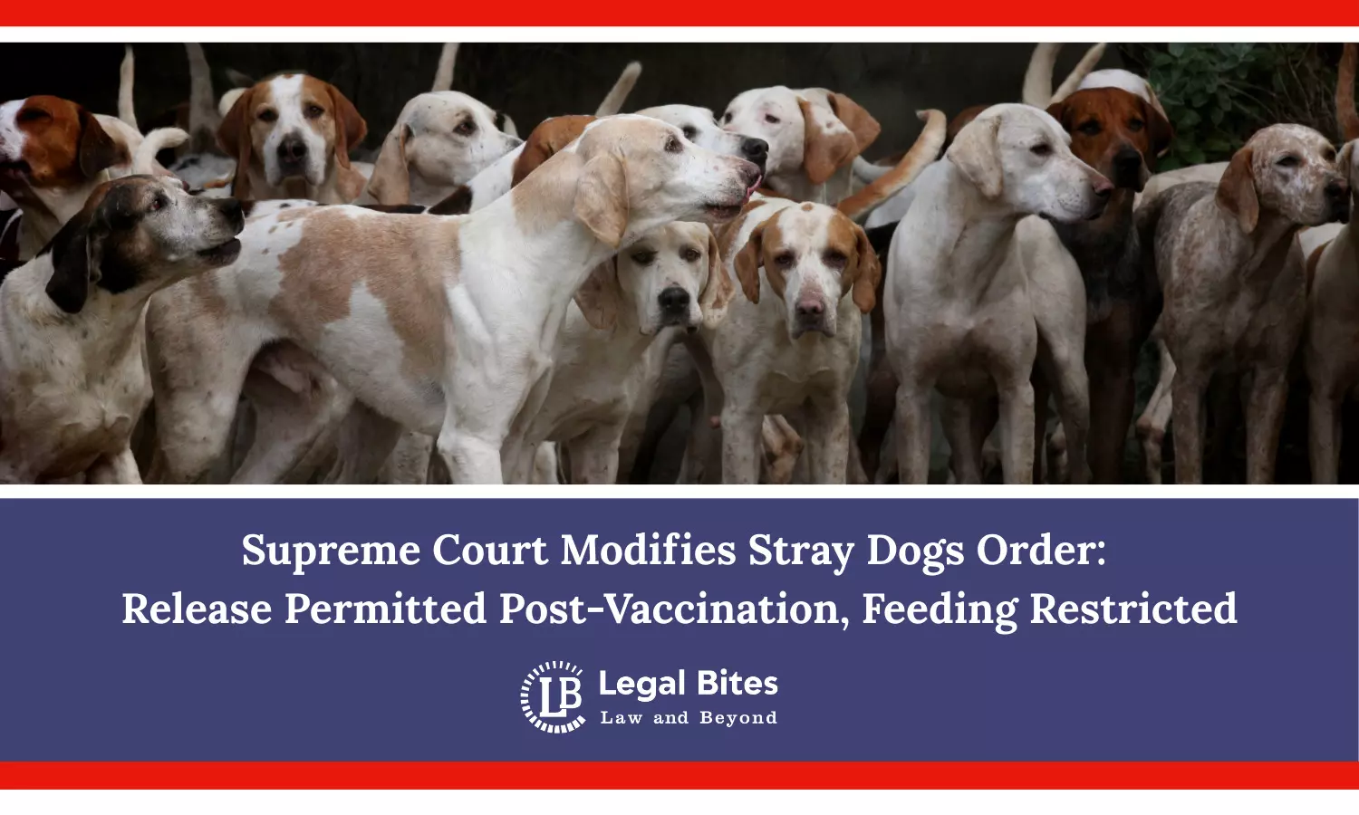 Supreme Court Modifies Stray Dogs Order: Release Permitted Post-Vaccination, Feeding Restricted