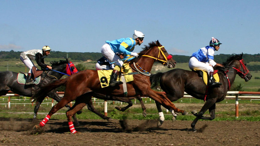 Betting on Horse Racing